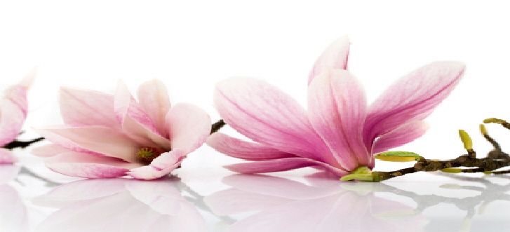 magnolia3